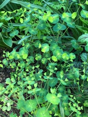 A lush indoor tropical plant arrangement showcasing various green leaves.