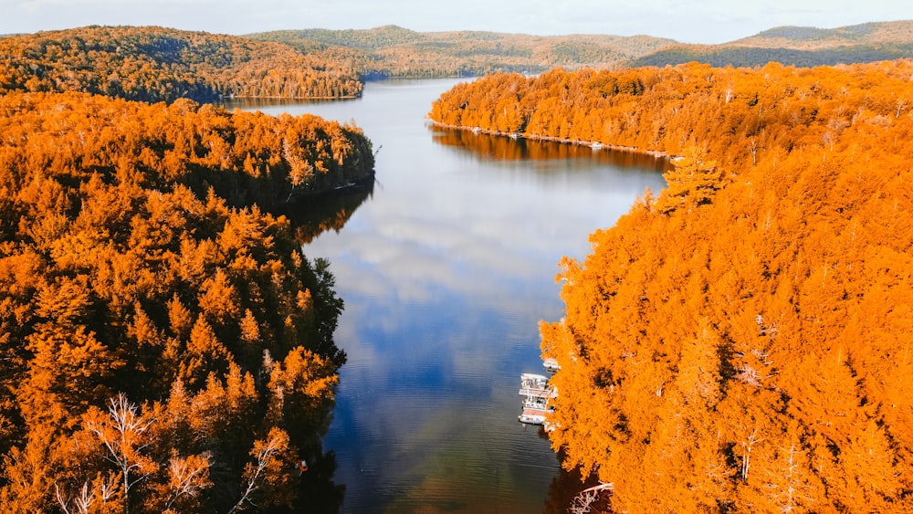 brown trees beside river during daytime