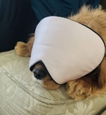 A dog is sitting on a textured cushion, wearing a large sleep mask that covers most of its face, with only the snout visible.