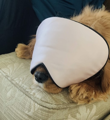 A dog is sitting on a textured cushion, wearing a large sleep mask that covers most of its face, with only the snout visible.