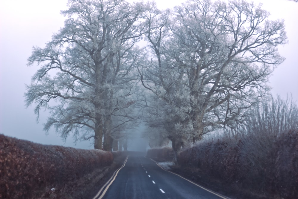 black asphalt road between bare trees