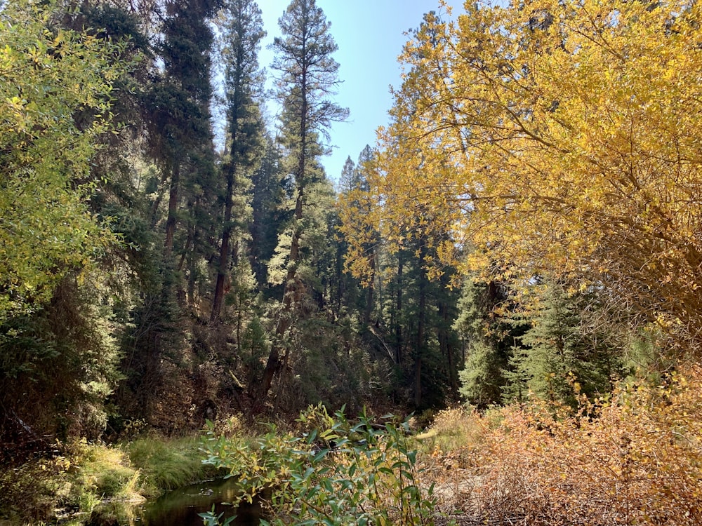 green and brown trees under blue sky during daytime