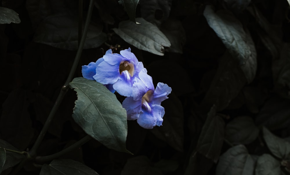 purple flower in close up photography