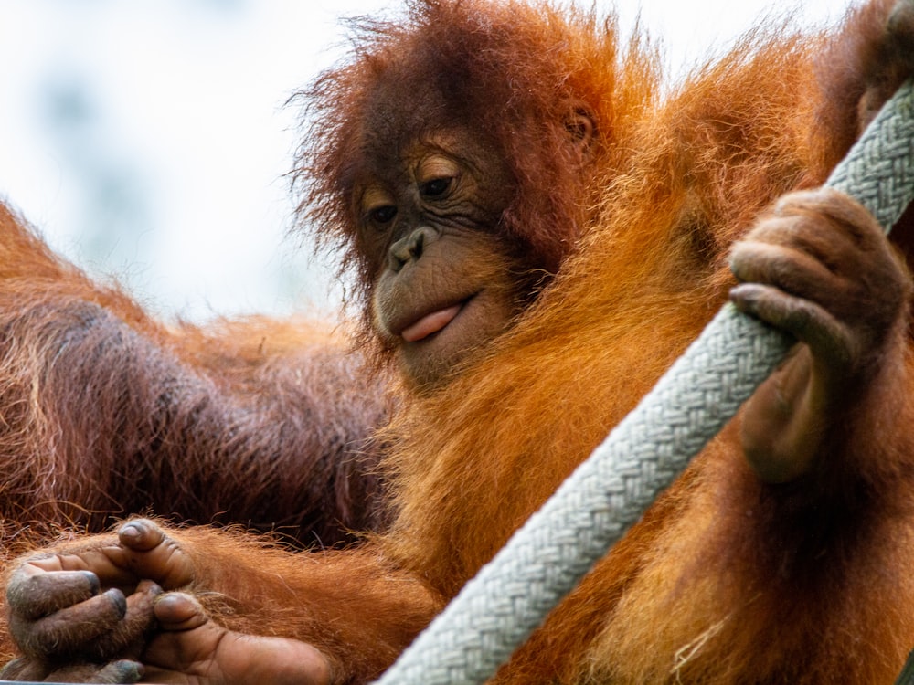 brown monkey holding gray rope