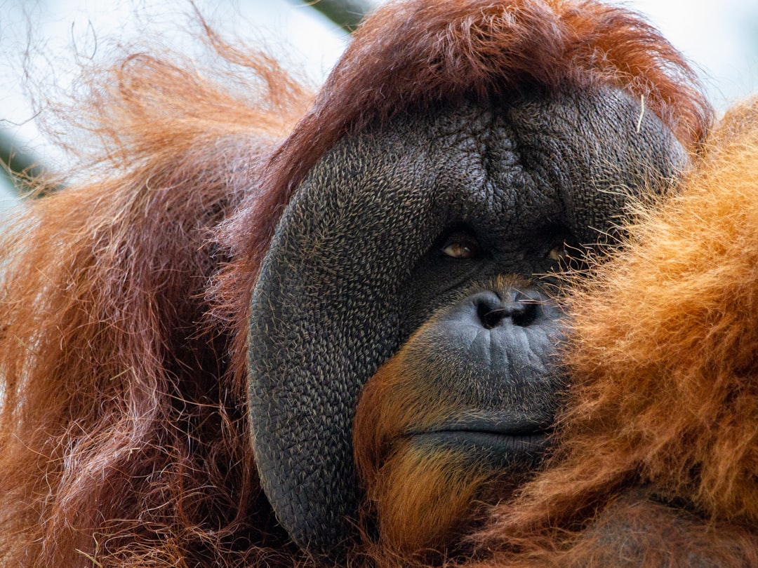 Why Are the Orangutans So Depressed?! brown monkey lying on green textile