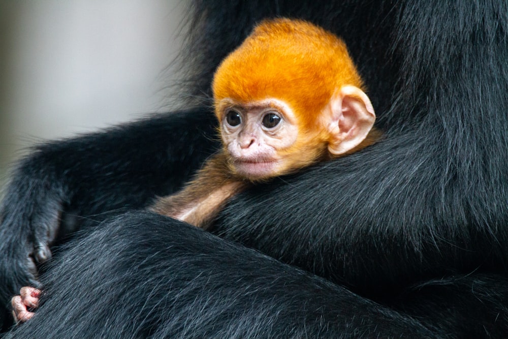 black and brown monkey during daytime