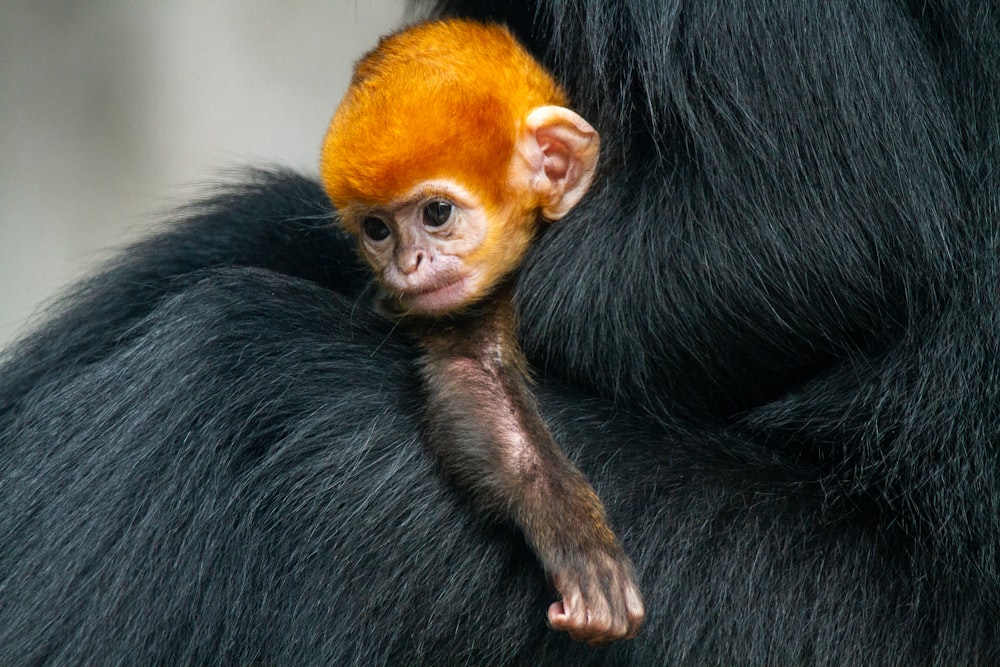 black and brown monkey on black textile