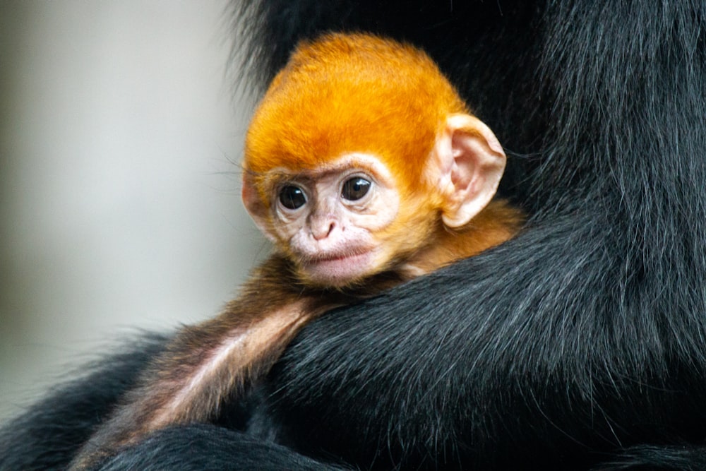 black and brown monkey in close up photography