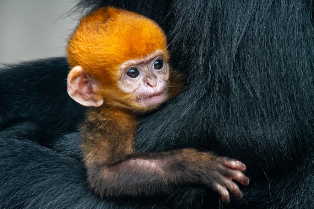 black and brown monkey on brown wooden plank