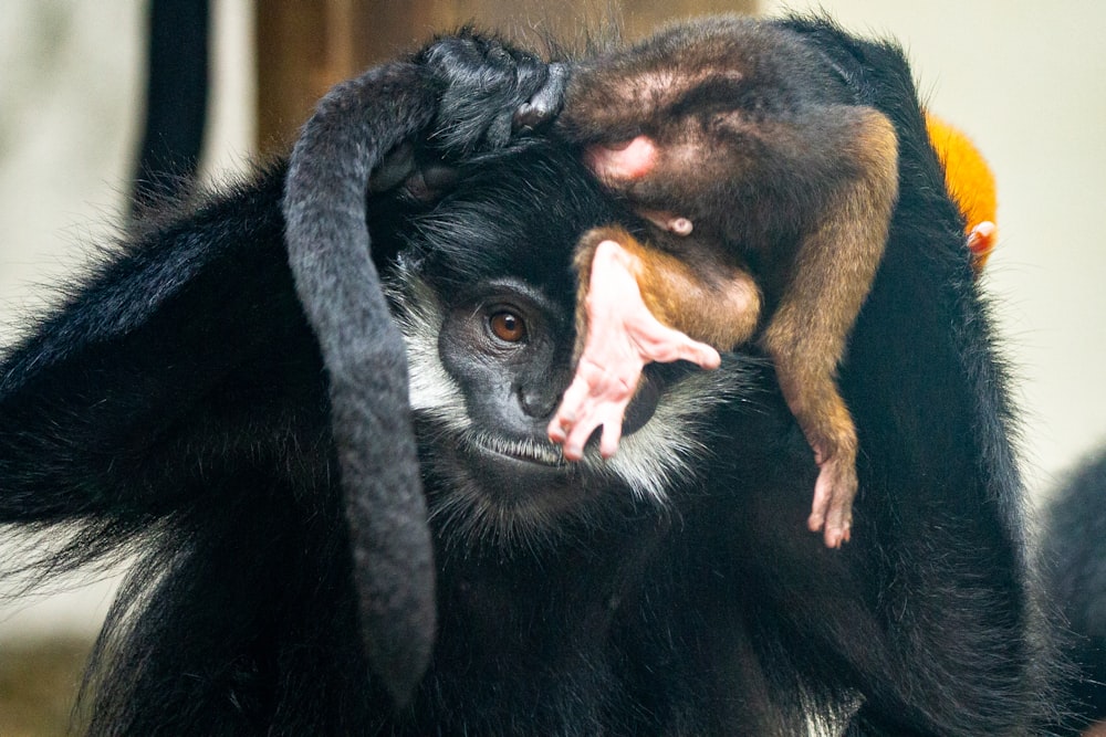 black and brown monkey with tongue out