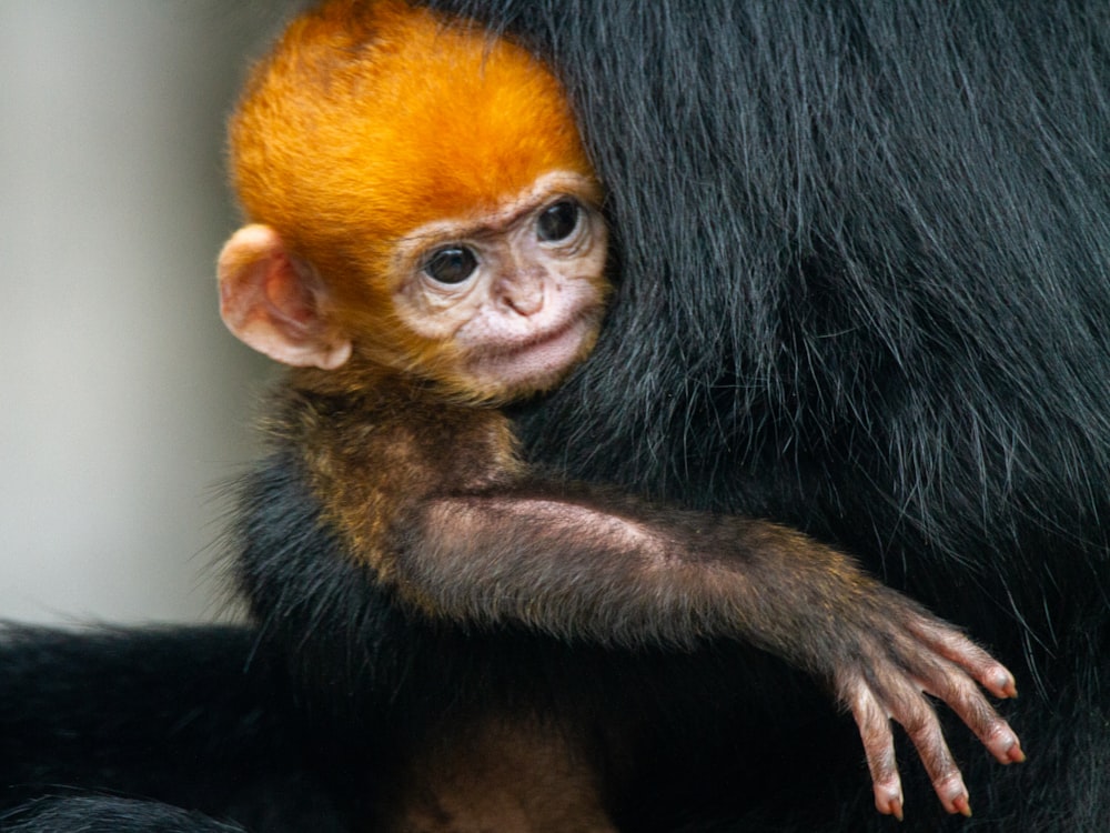 black and brown monkey on brown wooden table