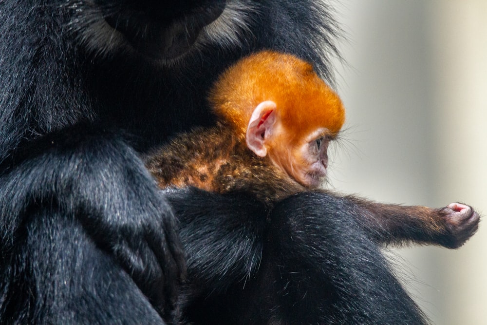 black and brown monkey sitting on brown wooden surface