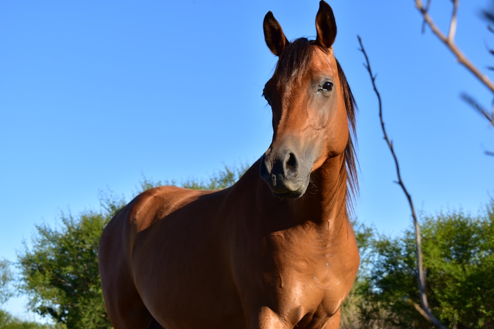 cheval brun sous le ciel bleu pendant la journée