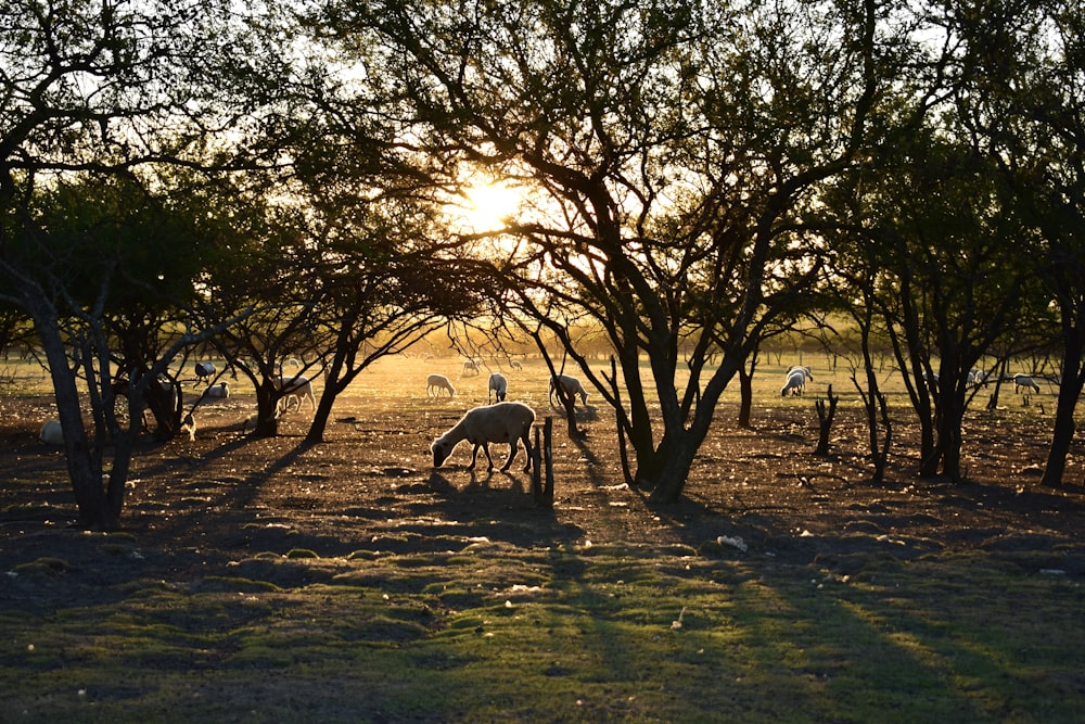 brown horse on brown field during daytime