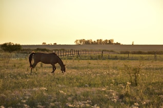 brown horse on green grass field during daytime