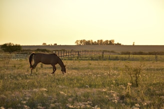 brown horse on green grass field during daytime