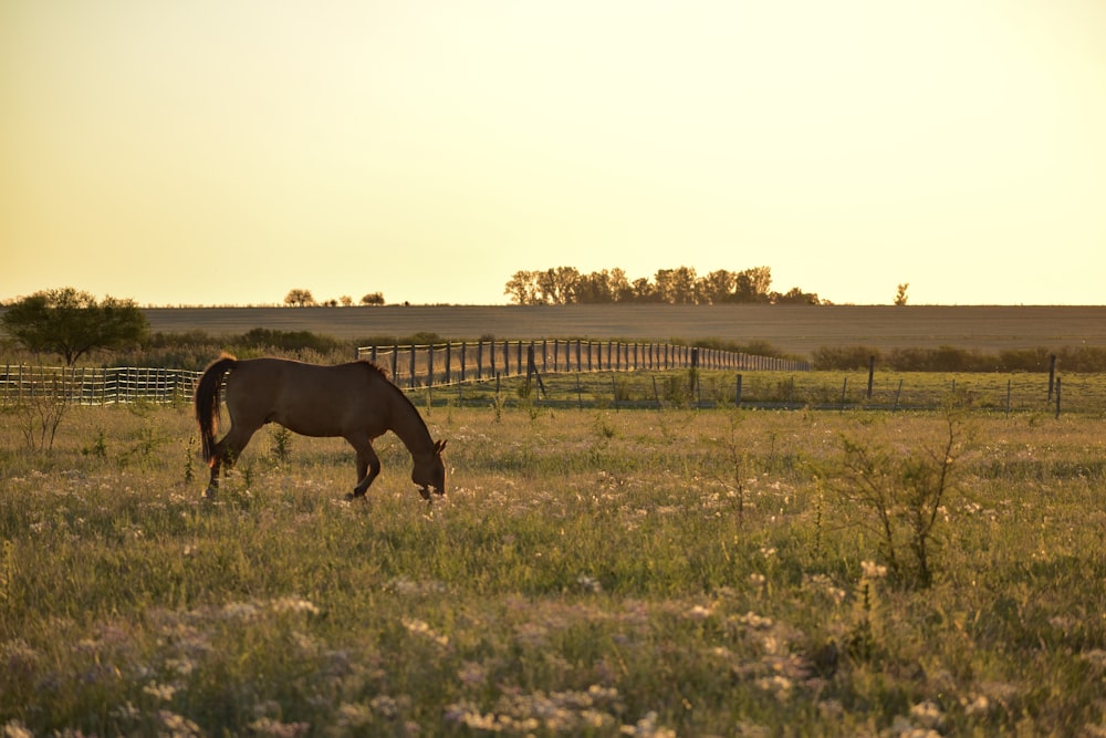 brown horse on green grass field during daytime