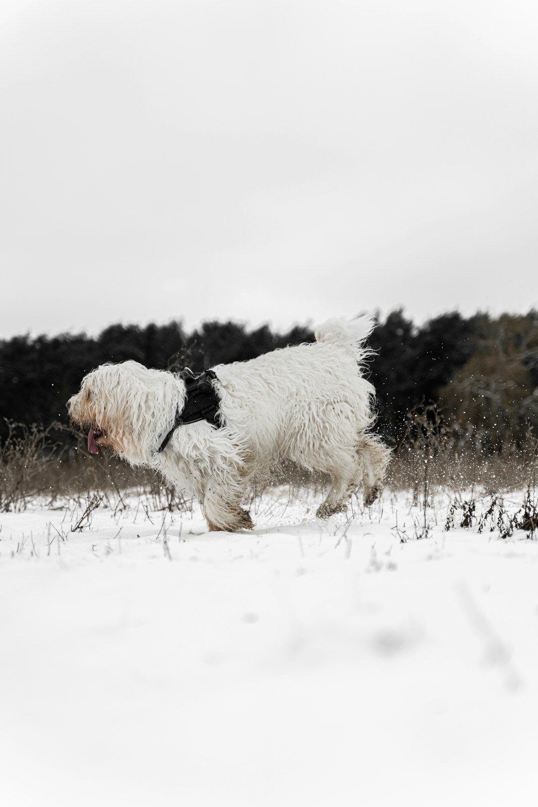 white and black long coated dog running on snow covered ground during daytime