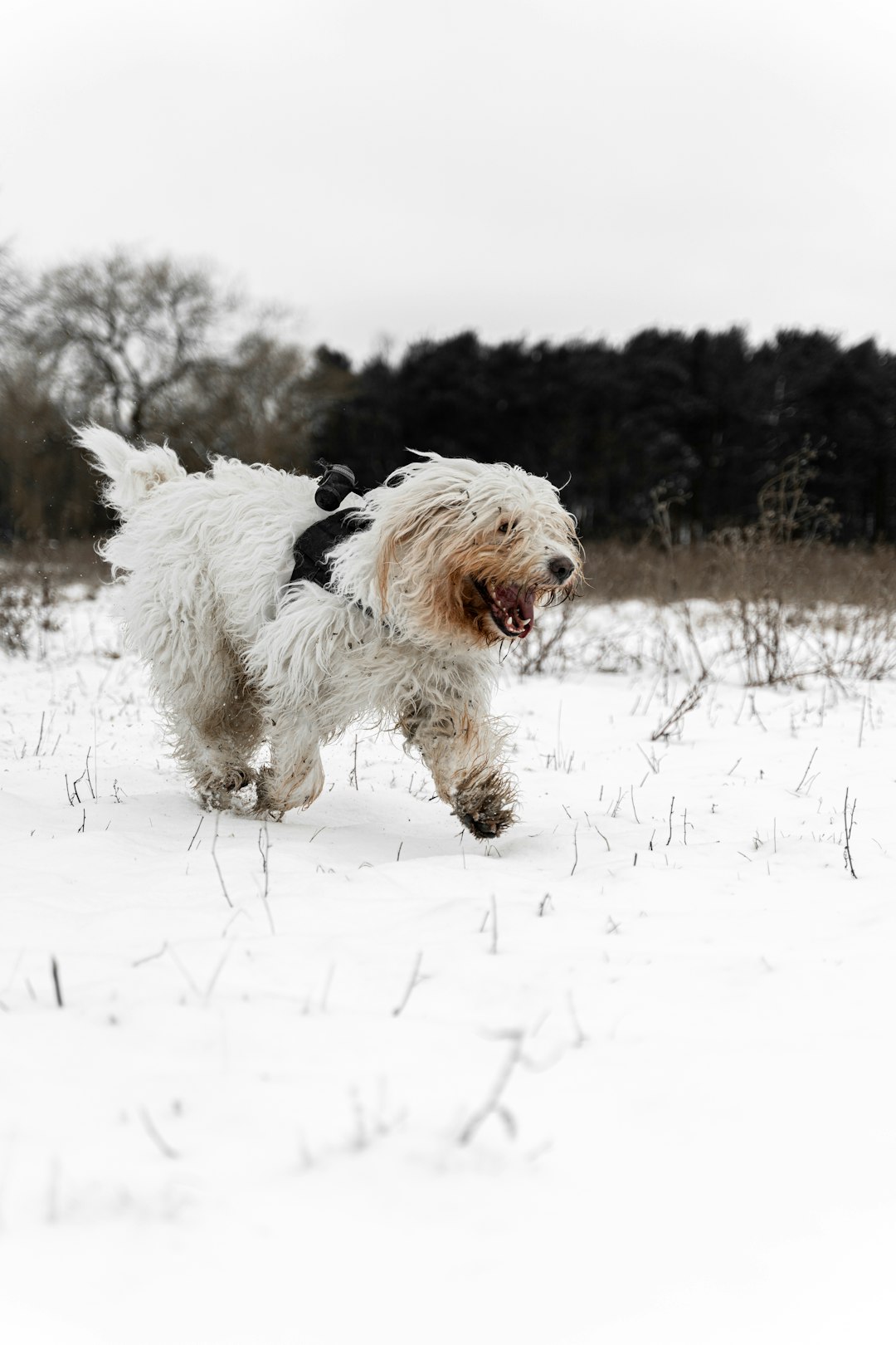 white and black long coated dog on snow covered ground during daytime