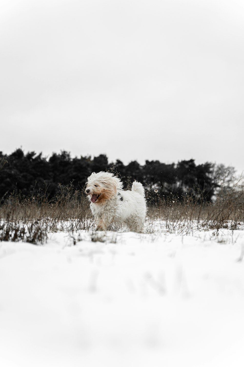 white long coat small dog on snow covered ground during daytime