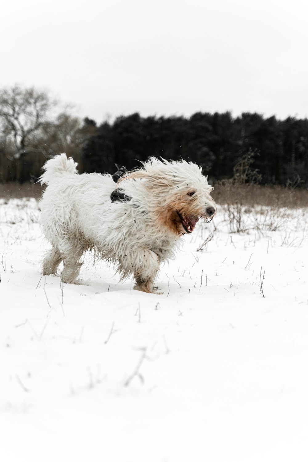 white long coat small dog running on snow covered ground during daytime