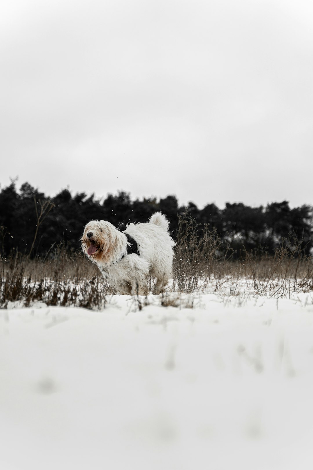 white long coat small dog running on snow covered ground during daytime