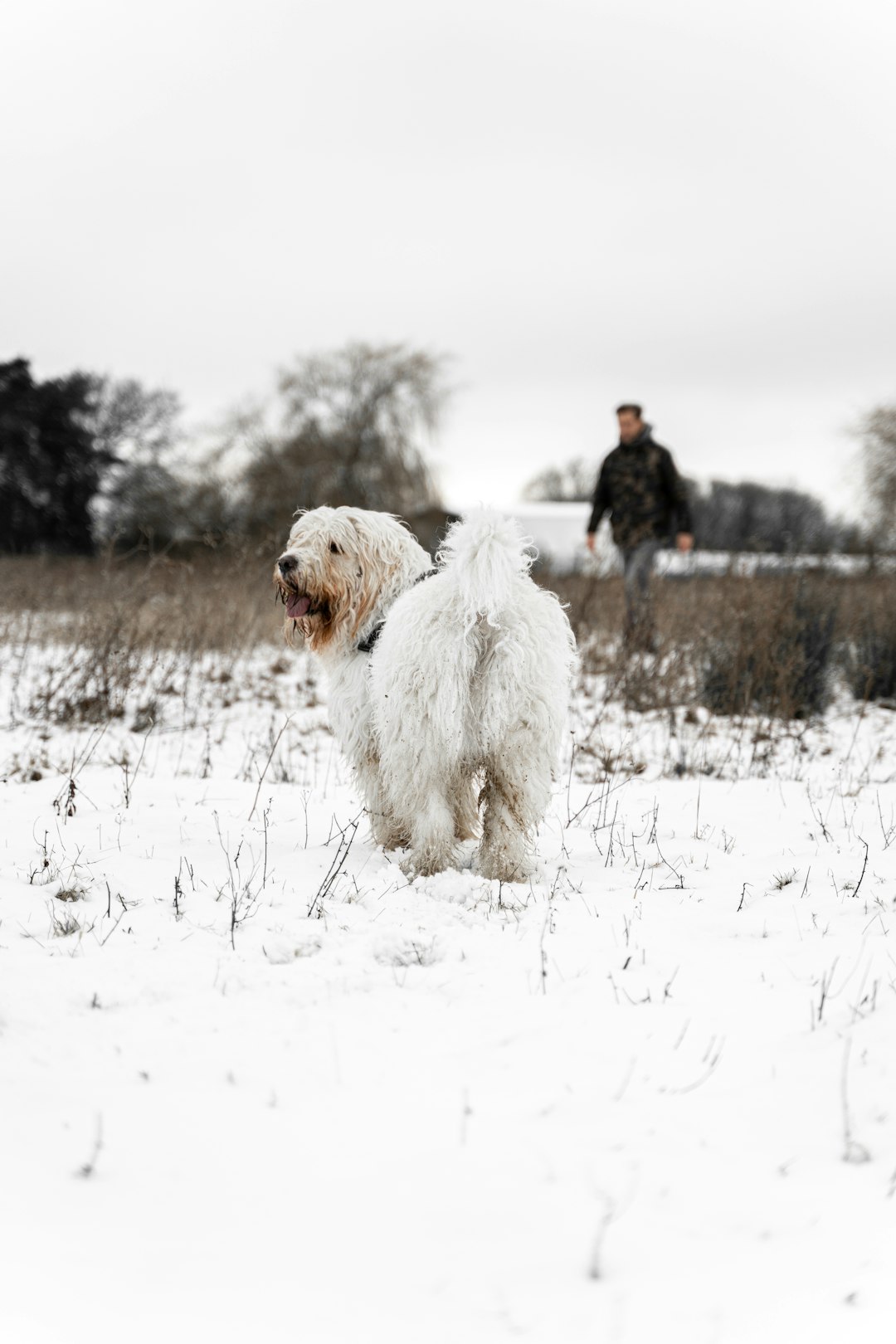 white long coated dog on snow covered ground during daytime