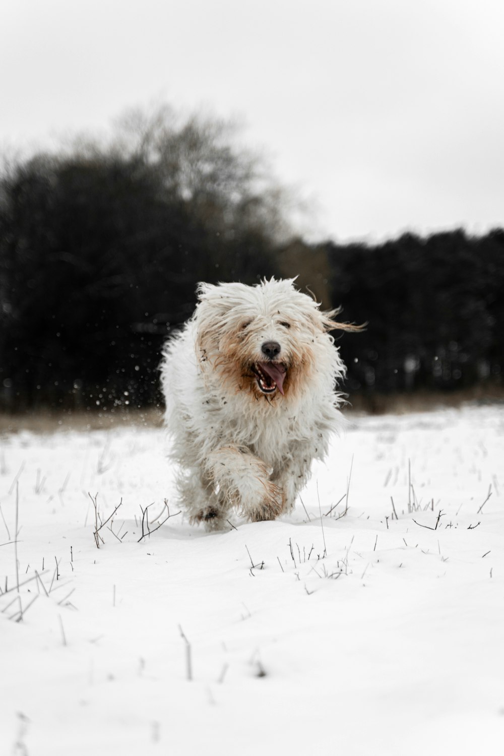 white long coat small dog on snow covered ground during daytime