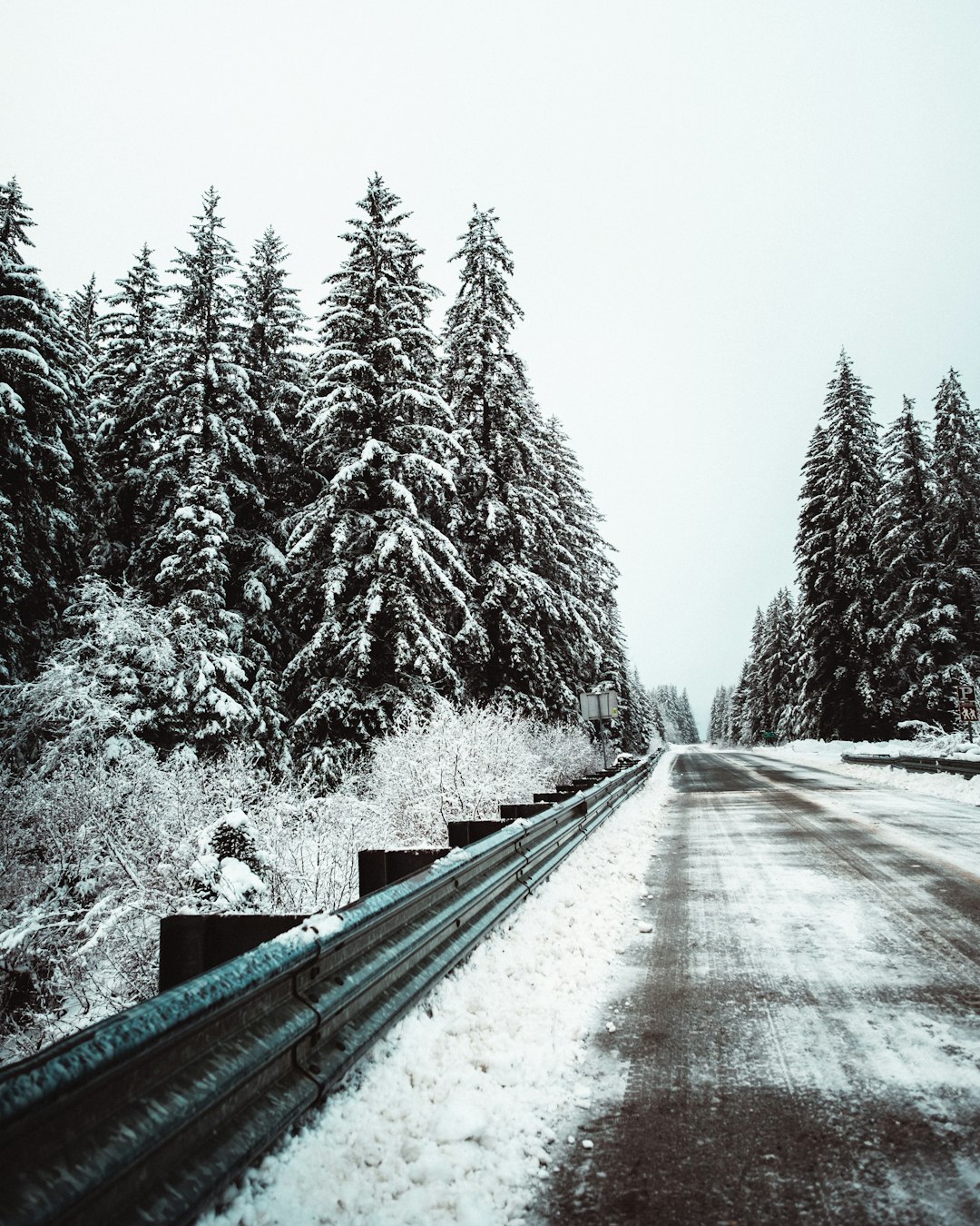 snow covered trees and road