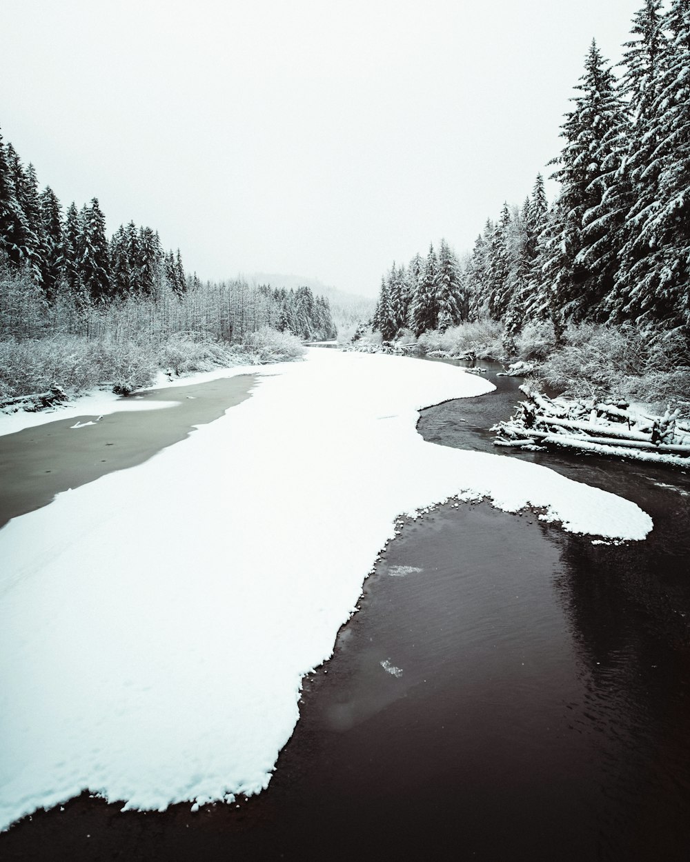 snow covered trees and river during daytime