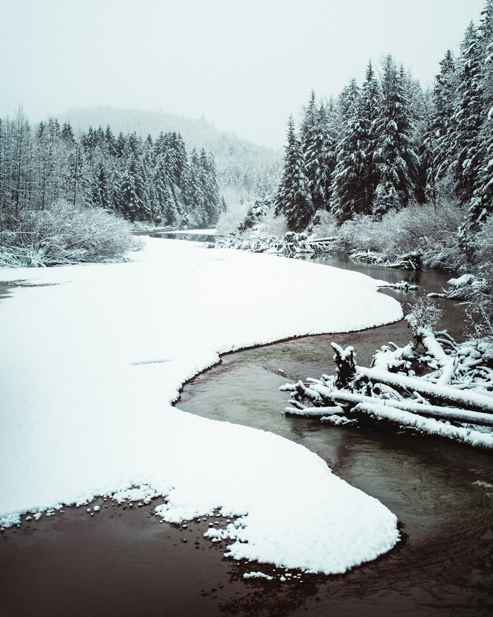 snow covered trees and river during daytime