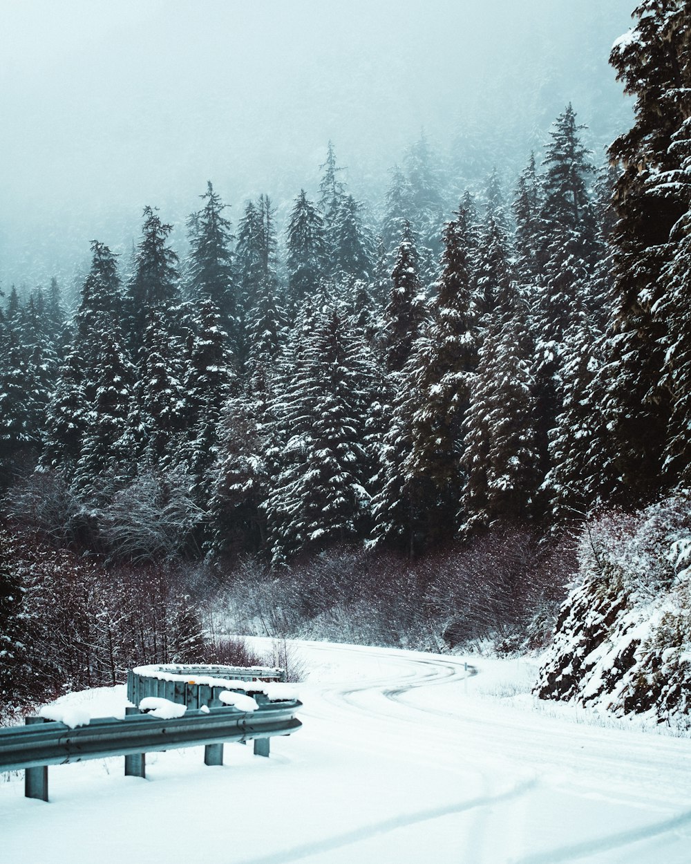 snow covered trees during daytime