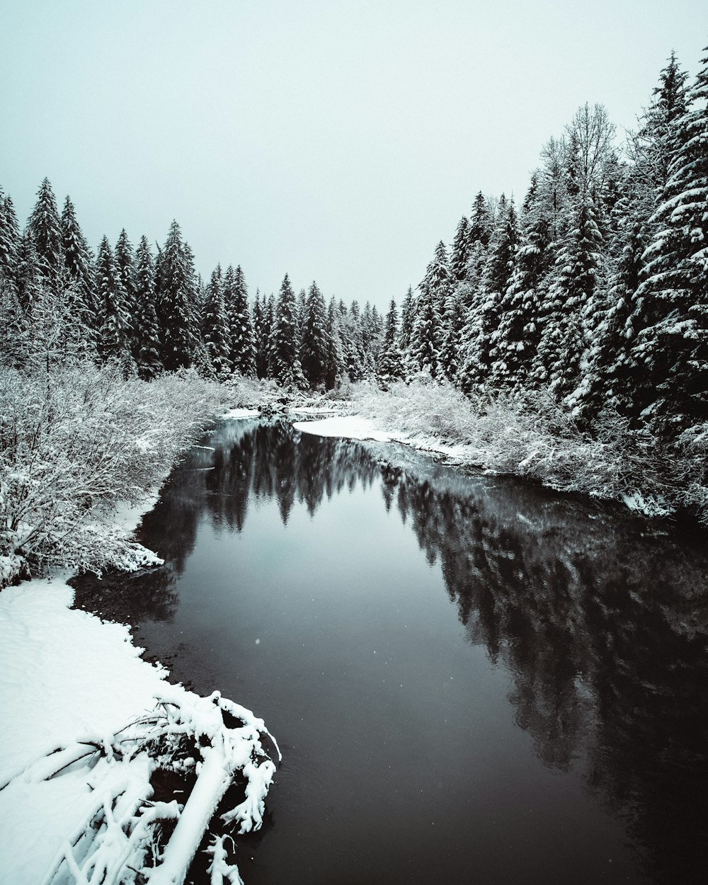 snow covered trees and river