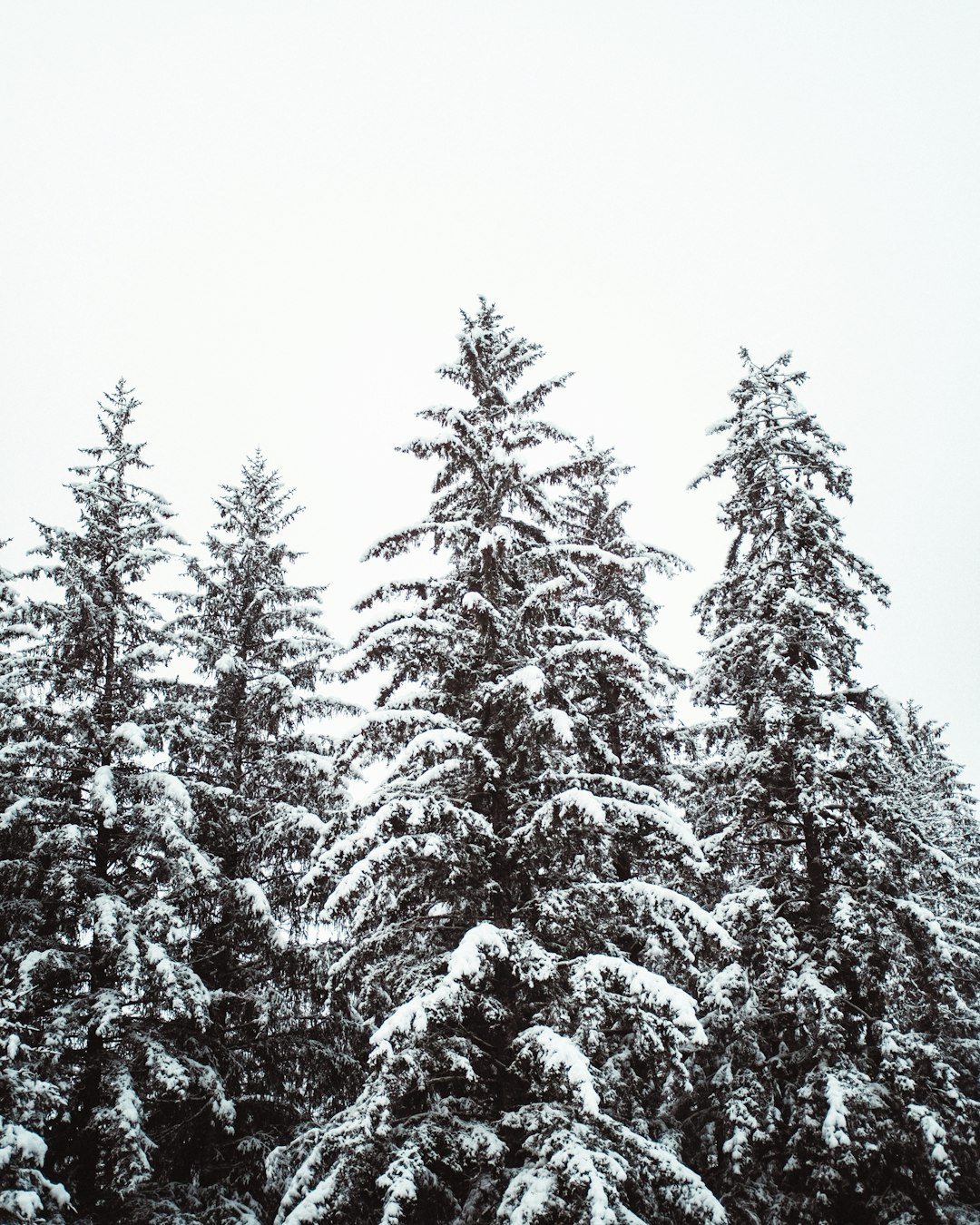 snow covered pine trees during daytime