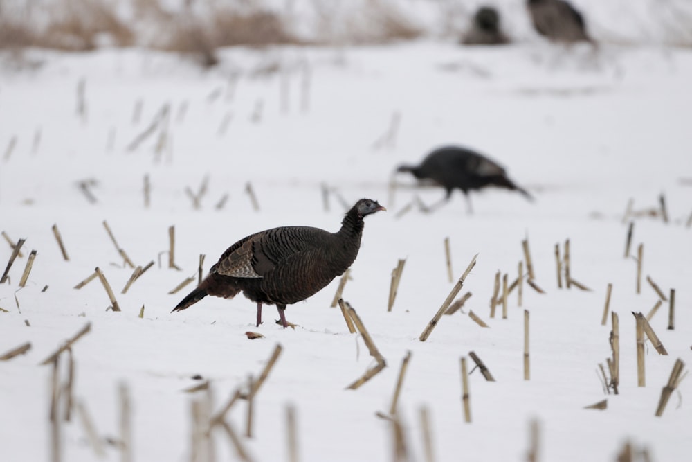 Schwarzer Vogel auf weißem Schnee