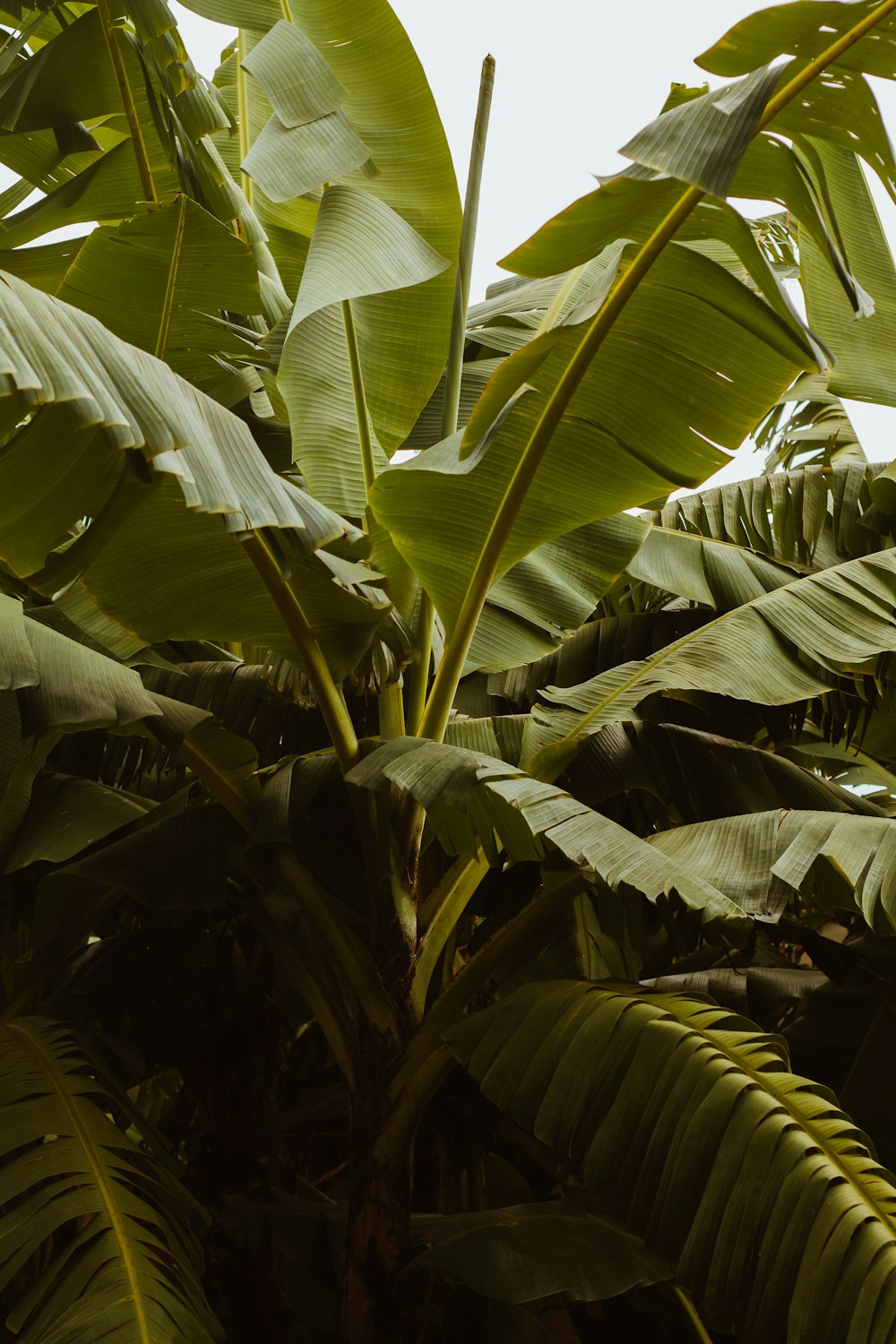 green banana tree during daytime