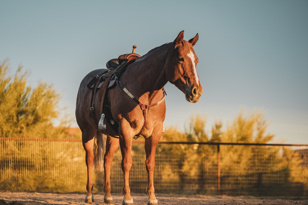 brown horse running on field during daytime