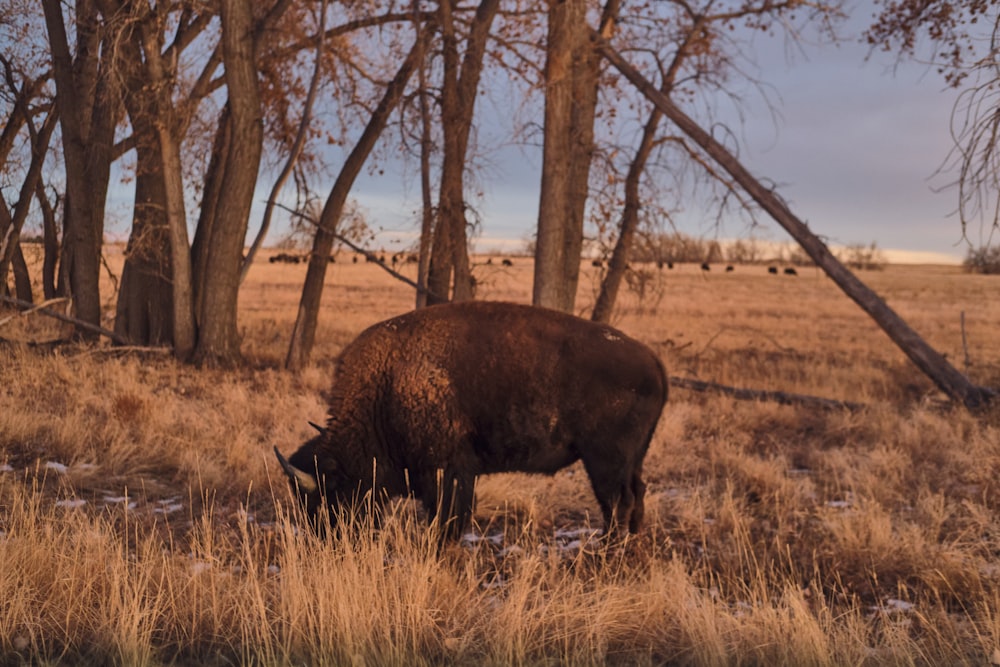 brown animal on brown grass field during daytime