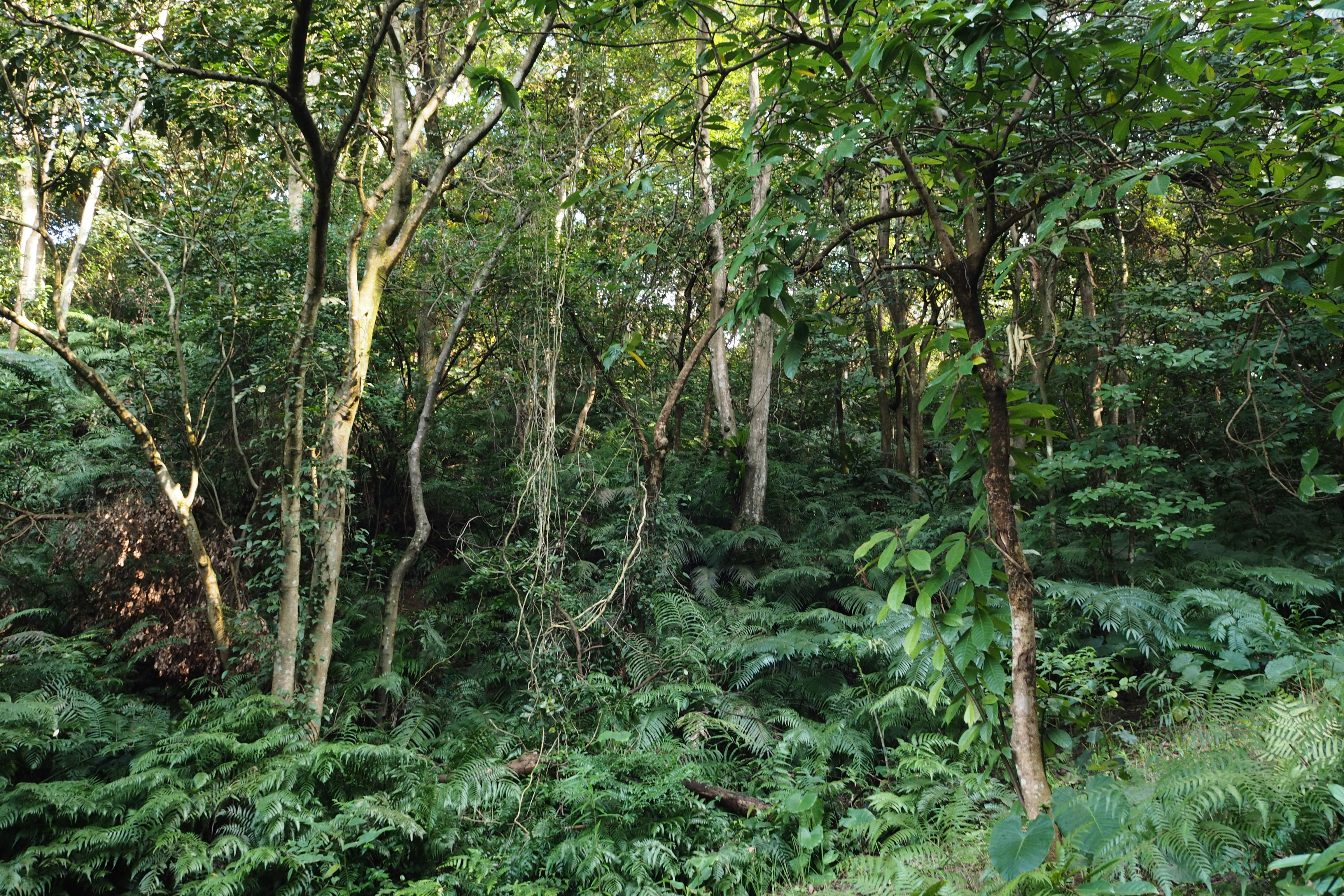 Green plants and trees during daytime