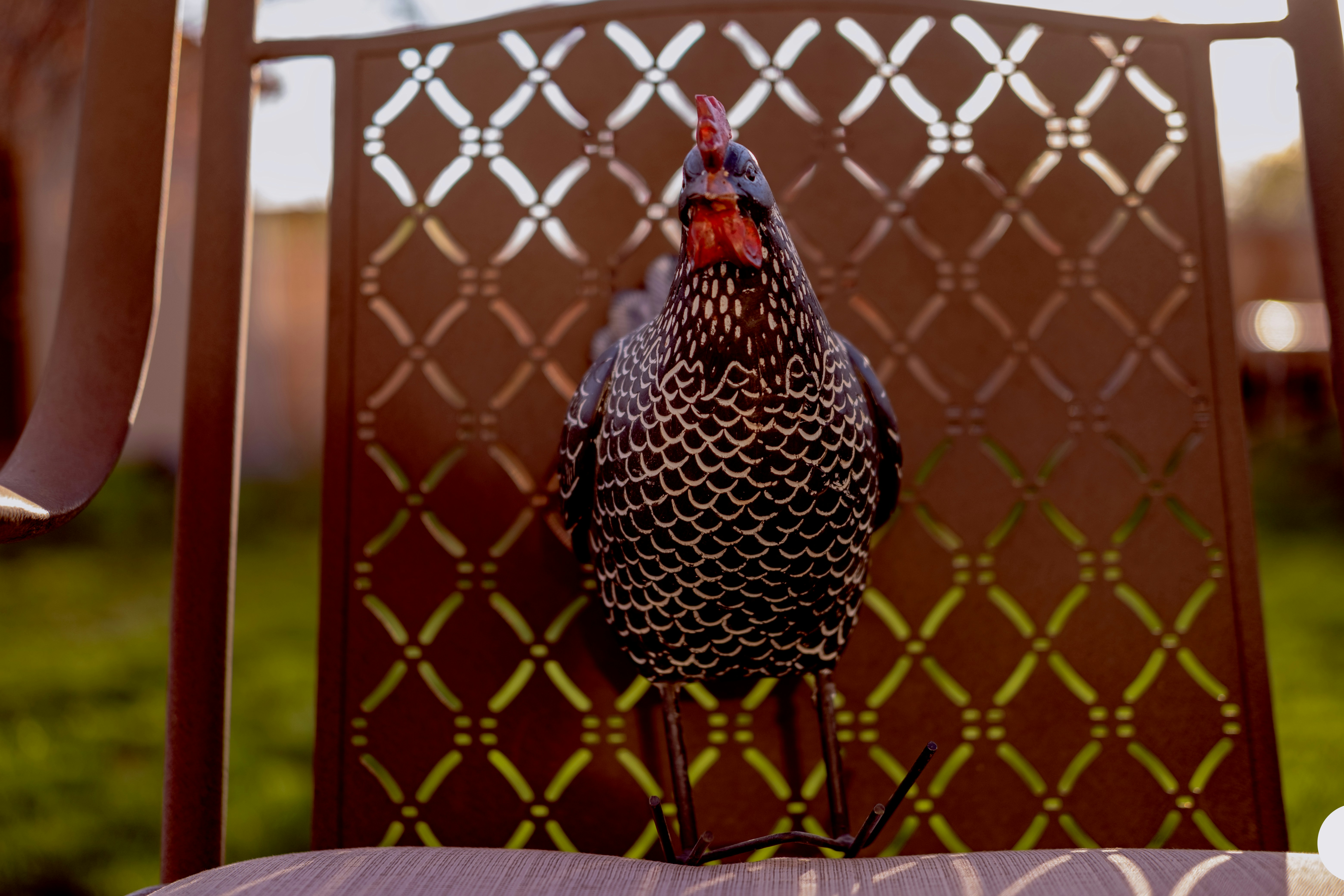 black and white chicken on cage