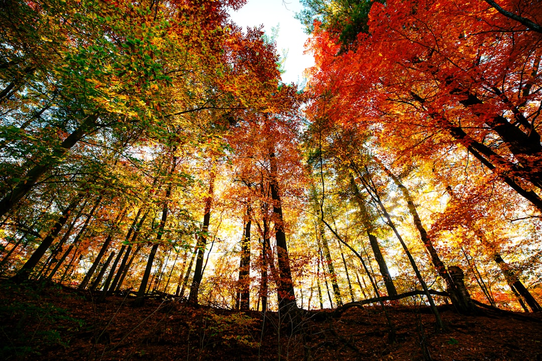 brown and green trees under blue sky during daytime