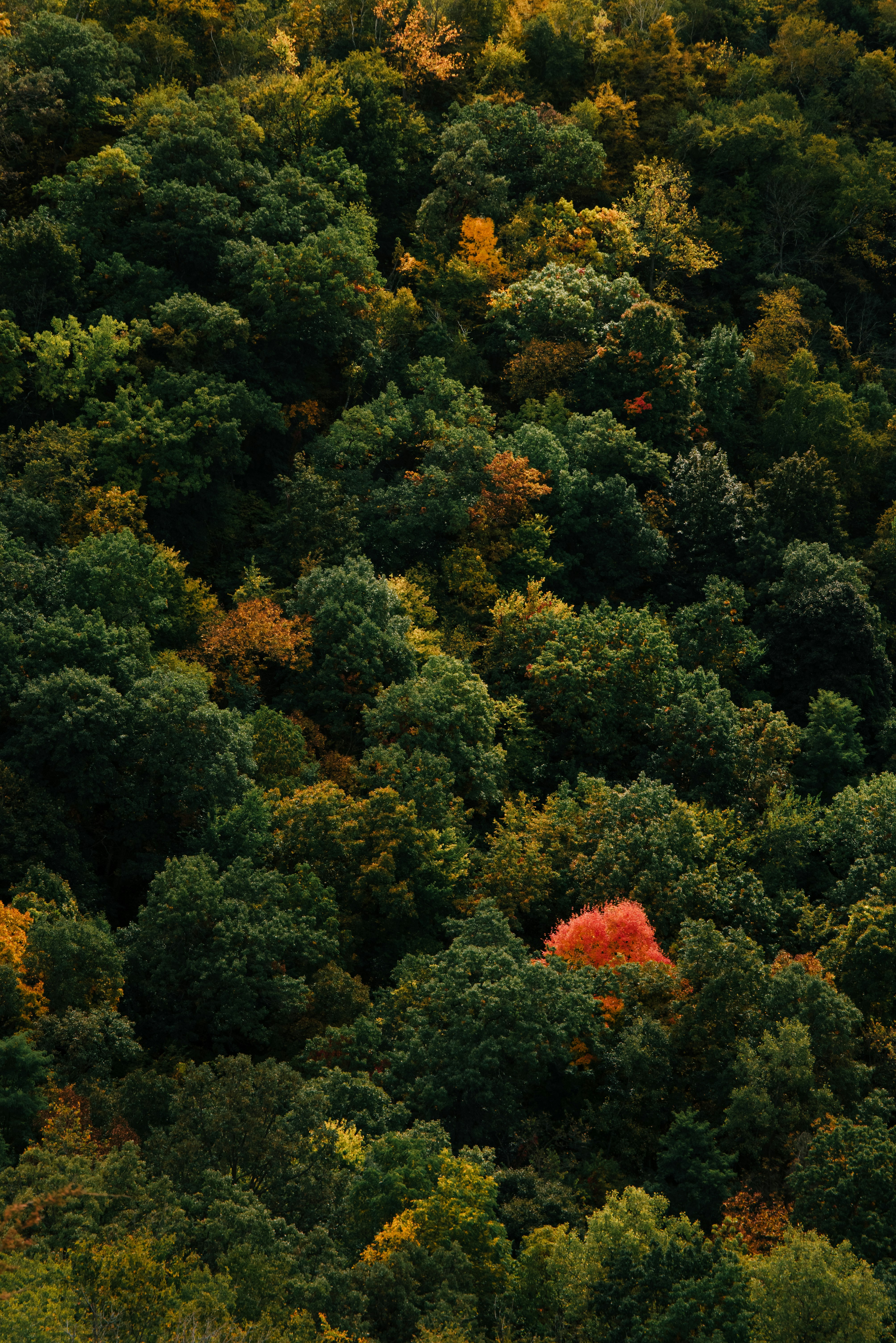 green and red trees during daytime