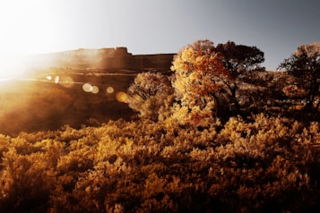 A picturesque landscape with the sun setting over a rocky plateau, casting warm golden hues across the scene. Yellow and orange autumn leaves adorn the foreground trees, creating a glowing atmosphere. The sunlight streams through the trees, producing lens flare effects.