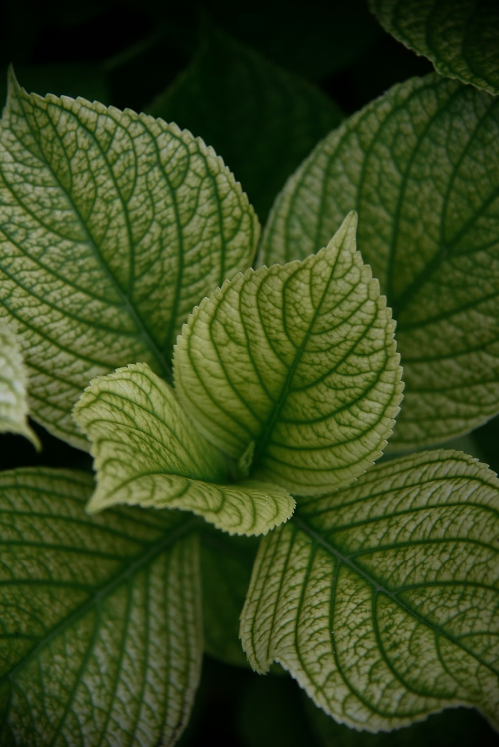 green leaves in close up photography