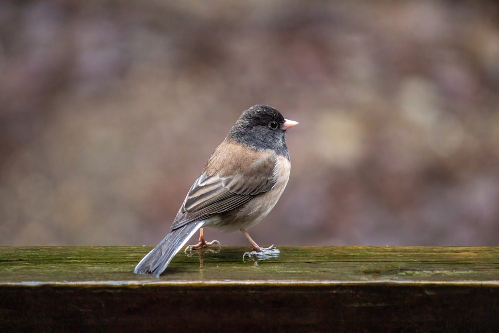 gray and black bird on brown wooden stick