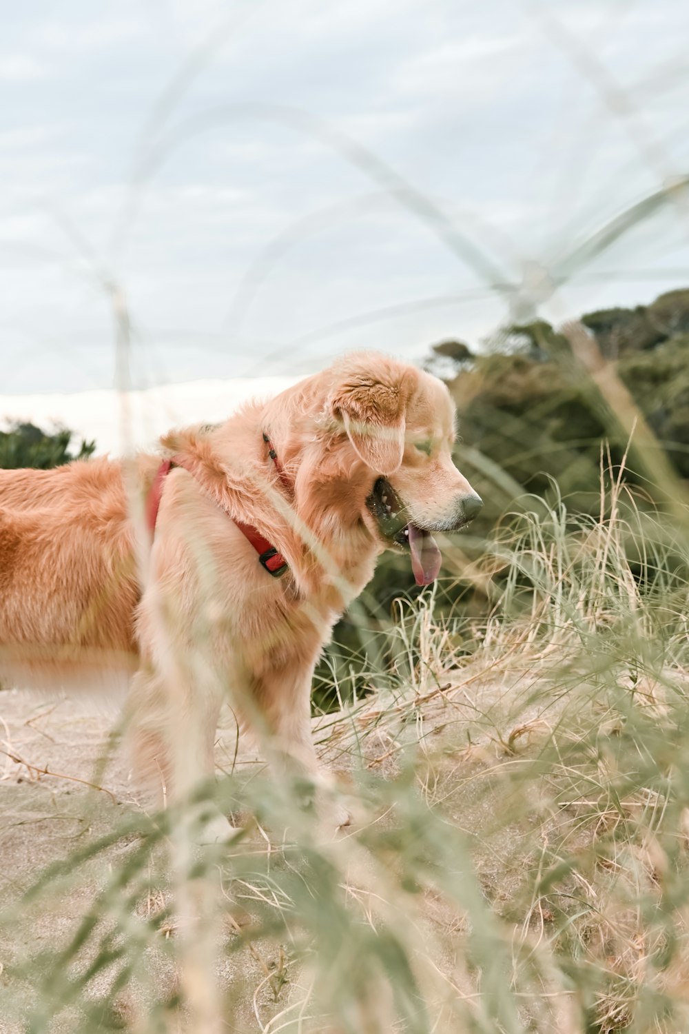 golden retriever puppy on brown field during daytime