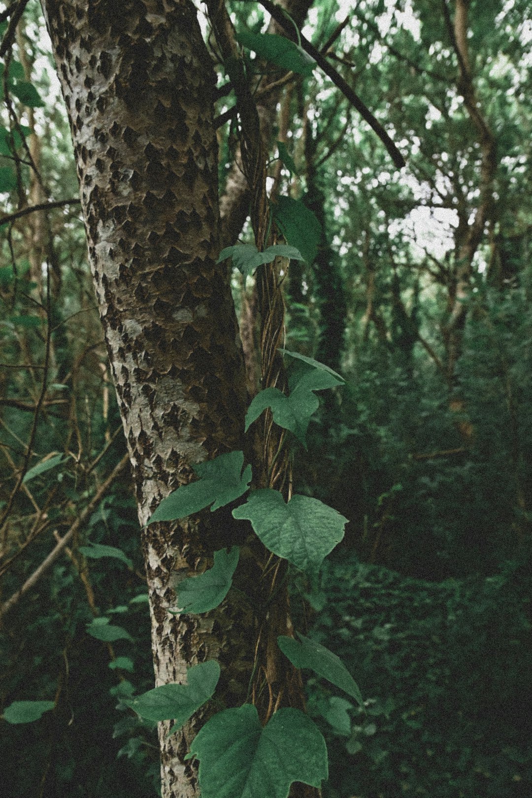 brown tree trunk surrounded by green leaves