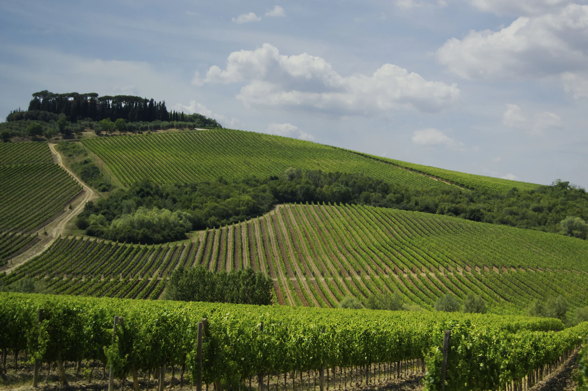 Montepulciano d'Abruzzo
