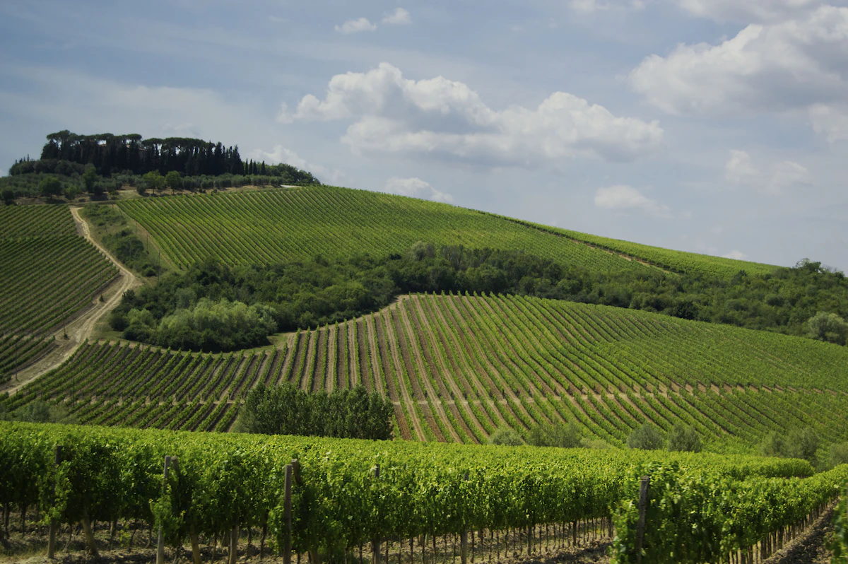Montepulciano d'Abruzzo