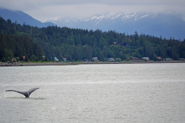 Exploring Juneau: A Comprehensive Travel Guide